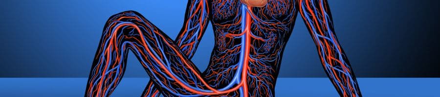 Crecimiento de los vasos sanguíneos clave para el tejido graso sano
