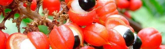 guaraná, una de las frutas que pueden ayudarte a adelgazar